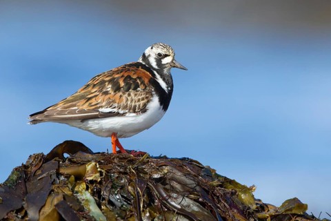 Ruddy Turnstone (Arenaria interpres), Iceland