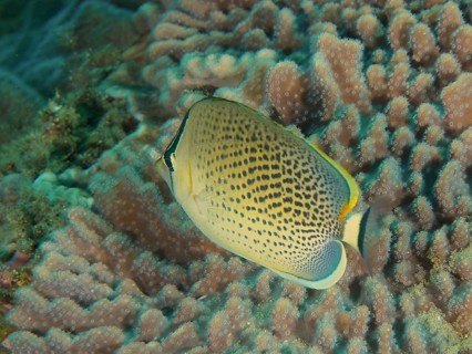 Spotted butterflyfish (Chaetodon guttatissimus)