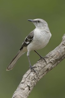Northern Mockingbird (Mimus polyglottos), Texas, USA