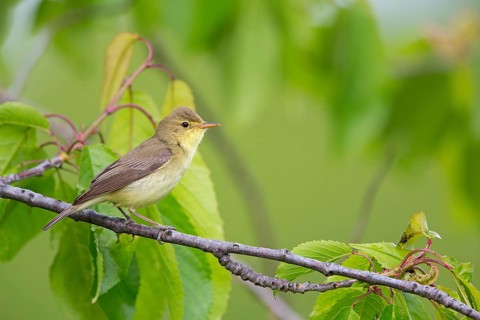 Orpheus warbler, (Hippolais polyglotta), Hypolaïs polyglotte, animals, birds, songbirds, reed