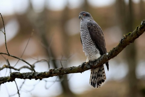 Hawk (Astur gentilis), adult, female, on tree, in winter, alert, Bohemian Forest, Czech Republic,