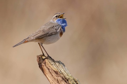 Bluethroat (Luscinia svecica cyanecula) male singing, Lower Saxony, Germany