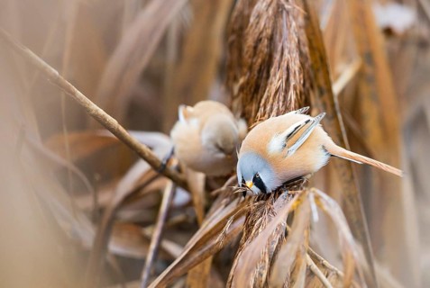 Bearded Reedling (Panurus biarmicus) pair perched on reeds, Baden-Wuerttemberg, Germany