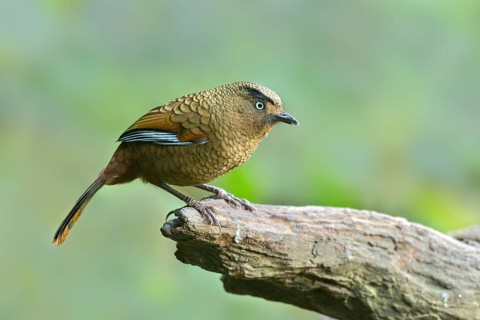 Blue-winged Laughingthrush (Trochalopteron squamatum), Yunnan, China