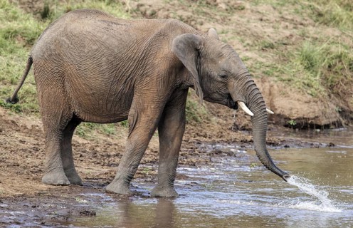 African elephant (Loxodonta africana) male drinking, Kenya