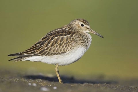 Pectoral Sandpiper (Calidris melanotos), British Columbia, Canada