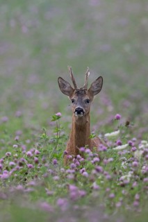 Roebuck in the clover field, Wittlich, Rhineland-Palatinate, Germany
