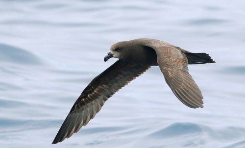 Great-winged Petrel (Pterodroma gouldi) flying, Victoria, Australia