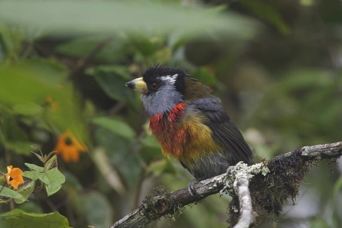 Toucan Barbet (Semnornis ramphastinus), Pichincha, Ecuador