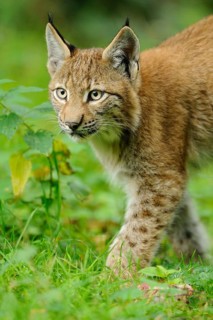 A young lynx moves attentively through the green vegetation, Eurasian lynx (Lynx lynx), Hesse