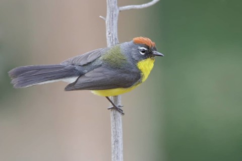 Brown-capped Redstart (Myioborus brunniceps) perched on a branch in Bolivia, South America