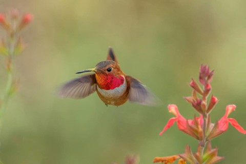 Rufous Hummingbird (Selasphorus rufus) male hovering, California, USA