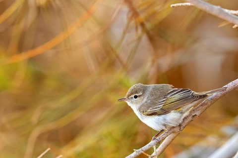 Eastern bonelli's warbler (Phylloscopus orientalis), Israel