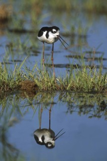 Black-necked Stilt (Himantopus mexicanus), Arizona, USA