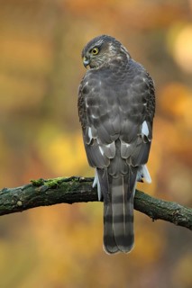 Eurasian Sparrowhawk (Accipiter nisus) young male, Utrecht, Netherlands
