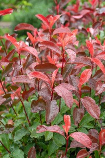 Medlar (Photinia × fraseri 'Camilvy'), Cambridge Botanical Garden, Germany