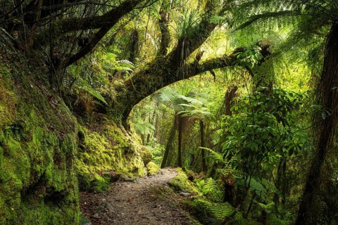 Hiking trail through jungle with trees, ferns, mosses, lichens. Callery Gorge Walk, Franz Josef,