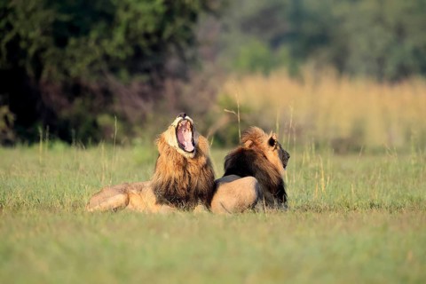 Lion (Panthera leo), male, two brothers, resting, lying, yawning, in the grass, Pilanesberg