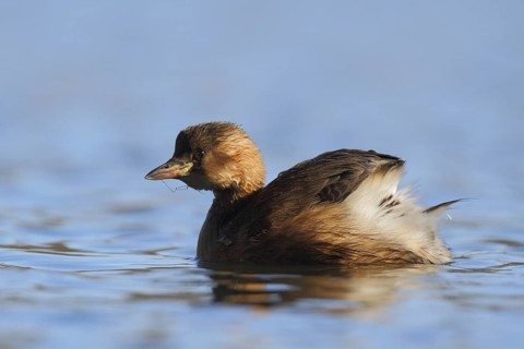 Little Grebe (Tachybaptus ruficollis), North Rhine-Westphalia, Germany