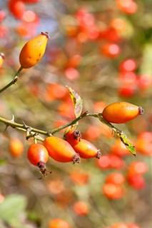 Ripe rosehip fruit of the dog rose (Rosa canina) on a branch, Wilnsdorf, North Rhine-Westphalia,