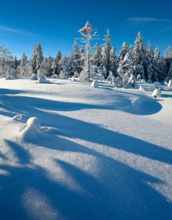 Untouched winter landscape with snow-covered forest under a blue sky near Torfhaus, Harz National