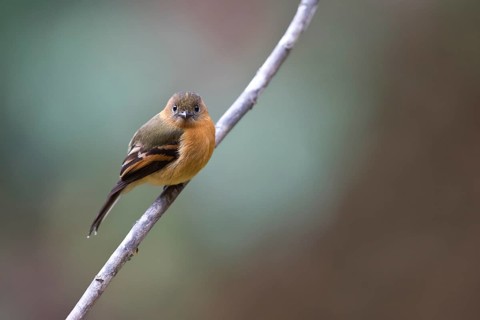 Cinnamon Flycatcher (Pyrrhomyias cinnamomeus pyrrhopterus) perched on a branch, Risaralda, Ecuador