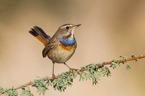 Bluethroat (Luscinia svecica svecica) male, Eilat, Israel