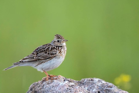 Eurasian Skylark (Alauda arvensis) perched on a rock, Castile and Leon, Spain