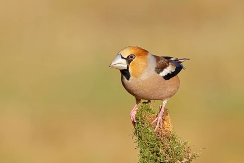 Hawfinch (Coccothraustes coccothraustes), sitting on a tree root covered with moss, Wilnsdorf,