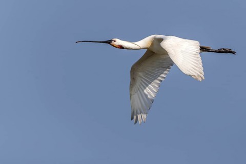 Eurasian Spoonbill (Platalea leucorodia) flying, Texel, Netherlands