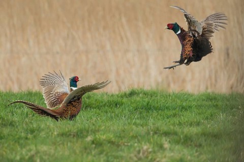 Common Pheasant (Phasianus colchicus) fighting males during courtship, Schleswig-Holstein, Germany