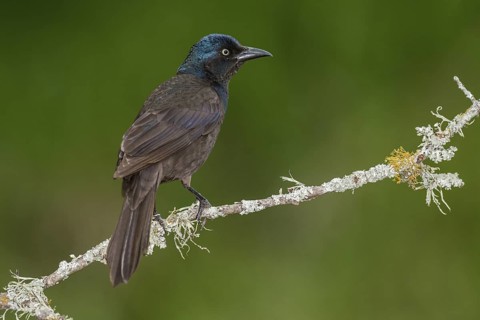 Common Grackle (Quiscalus quiscula) perched on a branch, Texas, USA