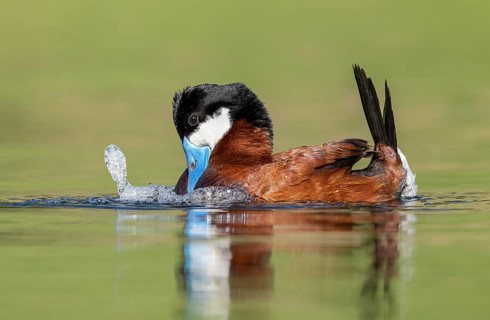 Ruddy Duck (Oxyura jamaicensis) male, British Columbia, Canada