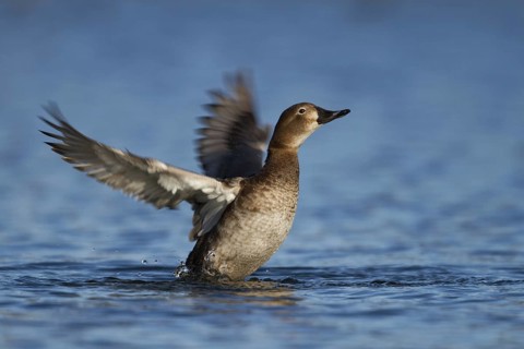 Common Pochard (Aythya ferina) female, Bavaria, Germany
