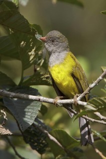 Gray-hooded Bush-Tanager (Cnemoscopus rubrirostris) perched on a branch in Ecuador, South America
