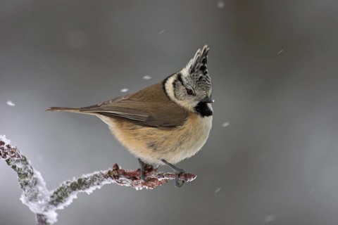 European Crested Tit (Lophophanes cristatus), Rhineland-Palatinate, Germany