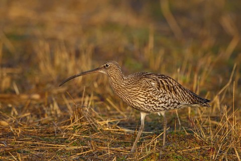 Eurasian Curlew (Numenius arquata) foraging, North Rhine-Westpalia, Germany