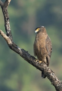 Crested Serpent Eagle (Spilornis cheela), Darjeeling, India