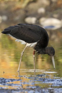 Black Stork (Ciconia nigra) juvenile foraging, Castile-La Mancha, Spain