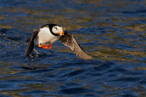 Horned Puffin (Fratercula corniculata) offshore of Seward, Alaska