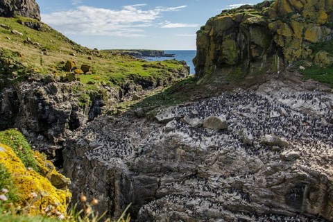 Common Murre (Uria aalge) colony on cliffs, Scotland, United Kingdom