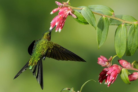 Golden-breasted Puffleg (Eriocnemis mosquera) flying and feeding at a flower in the mountains of