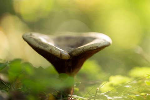 Brown Roll-rim (Paxillus involutus), fruiting body, lamellar mushroom, low depth of field, Lower