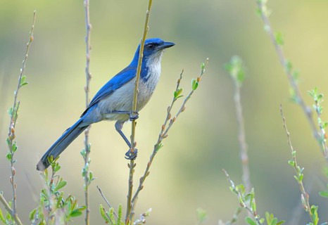 Island Scrub Jay (Aphelocoma insularis) - Santa Cruz Island, California