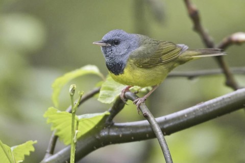 Mourning Warbler (Geothlypis philadelphia) male, Manitoba, Canada