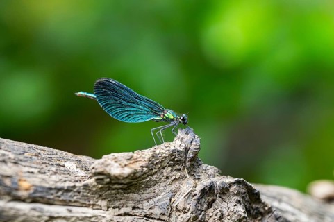 Beautiful demoiselle (Calopteryx virgo) damselfly sitting on a wood, Bavaria, Germany