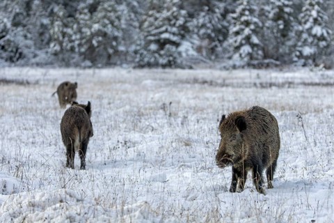 A second wild boar (Sus scrofa) and its companion approaching at a fast trot, winter, snow, cold,