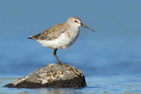 Curlew Sandpiper (Calidris ferruginea), Victoria, Australia