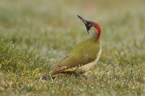 European Green Woodpecker (Picus viridis) female, Rhineland-Palatinate, Germany