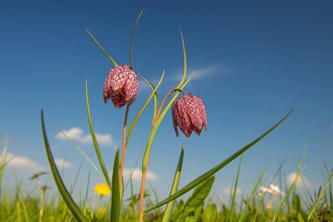 Snake's Head Fritillary (Fritillaria meleagris) in a wet meadow in spring, Berne, Lower Saxony,